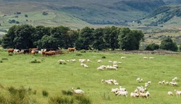 Sheep health planning to reduce emissions